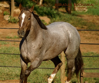 MERADAS BOONSMAL